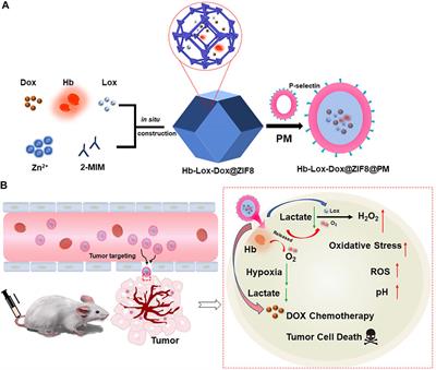 Regulating Acidosis and Relieving Hypoxia by Platelet Membrane-Coated Nanoparticle for Enhancing Tumor Chemotherapy